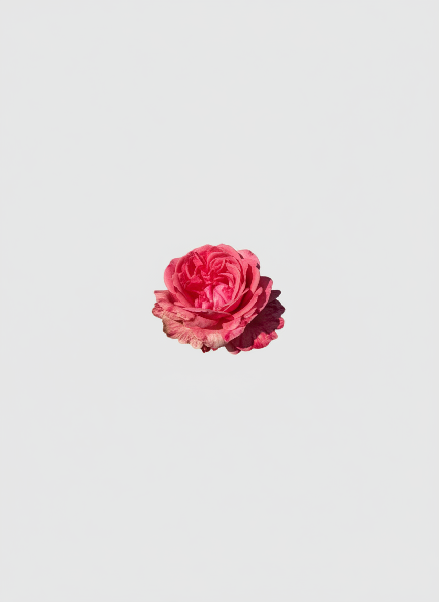 Rosenpflanzen mit rosa bis roten Blüten