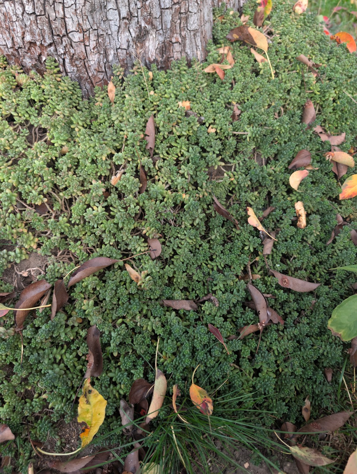 Bodendecker mit kleinen fleischigen Blättern