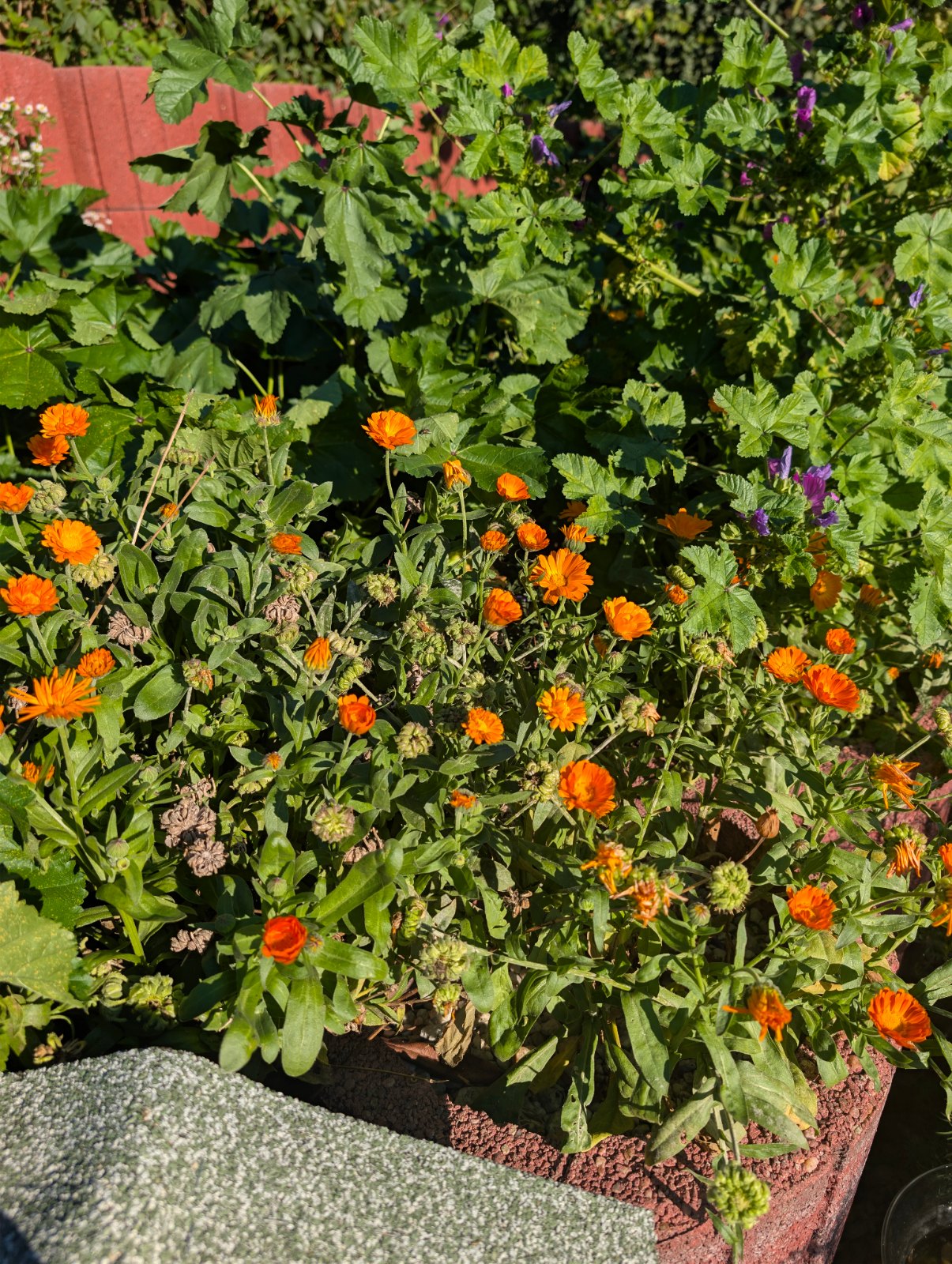 Blumenkübel mit Ringelblumen