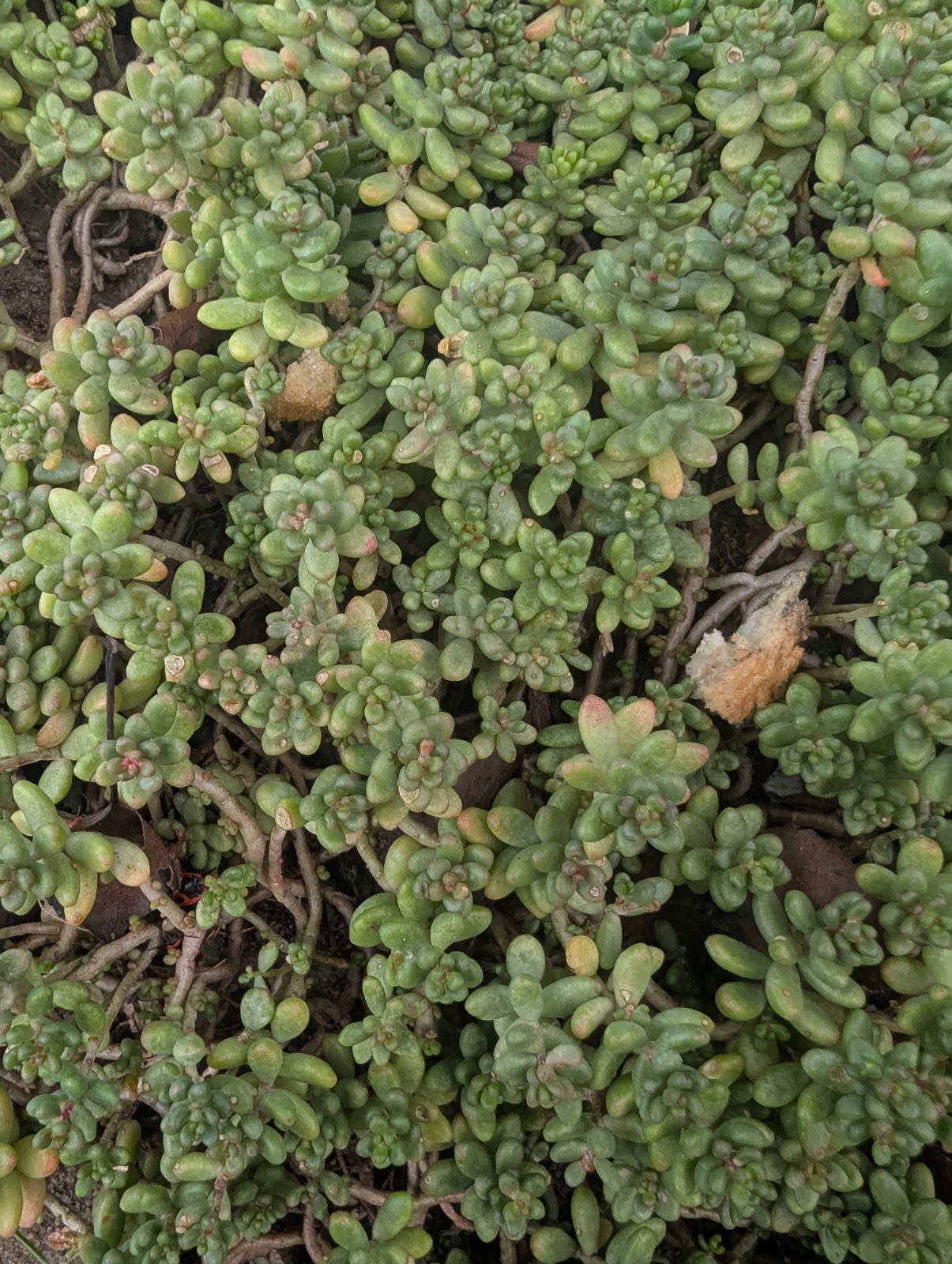 Bodendecker mit kleinen fleischigen Blättern