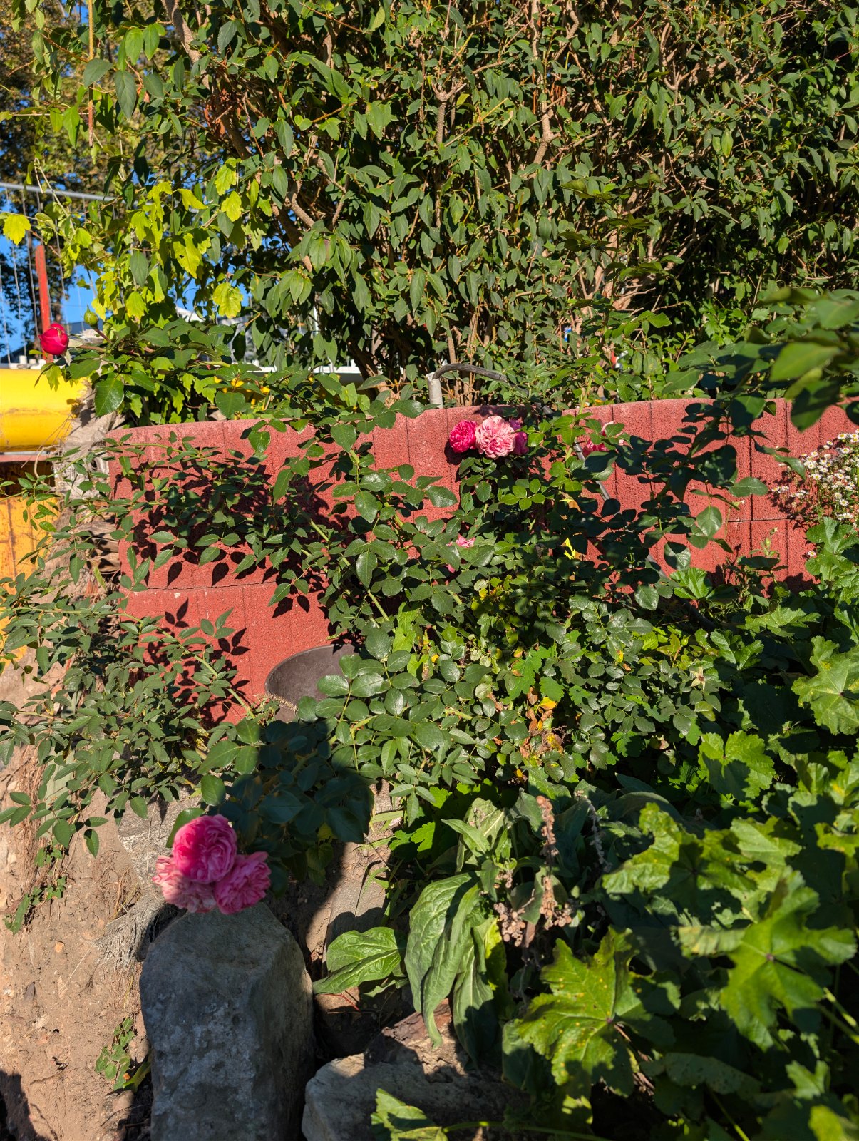 Rosenpflanzen mit rosa bis roten Blüten